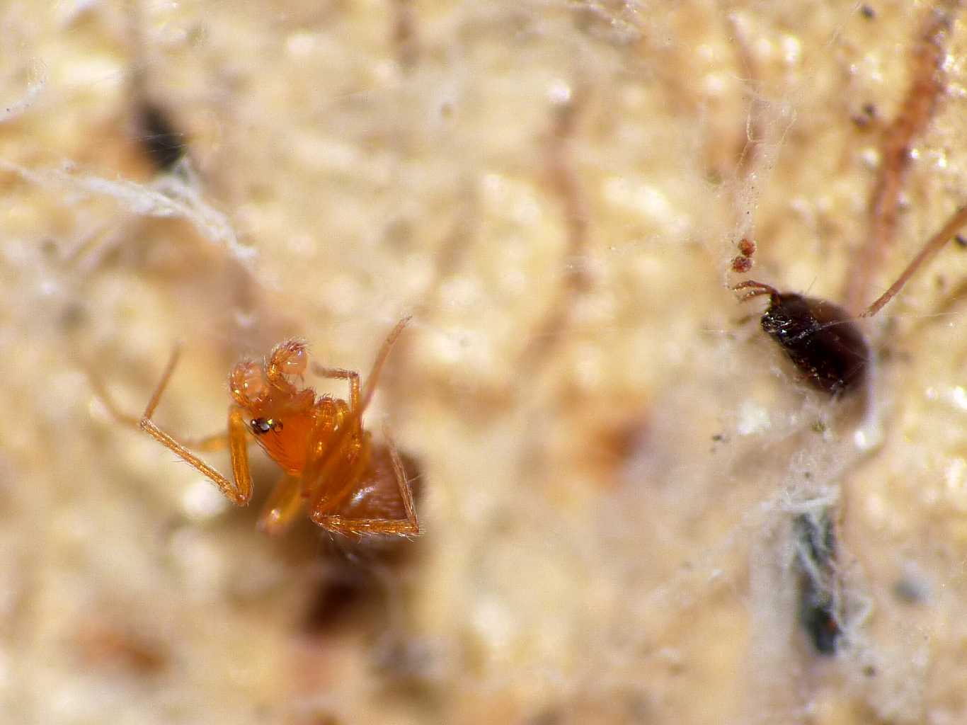 Ragnetto rosso:  Orchestina sp. (Oonopidae) - Lazio